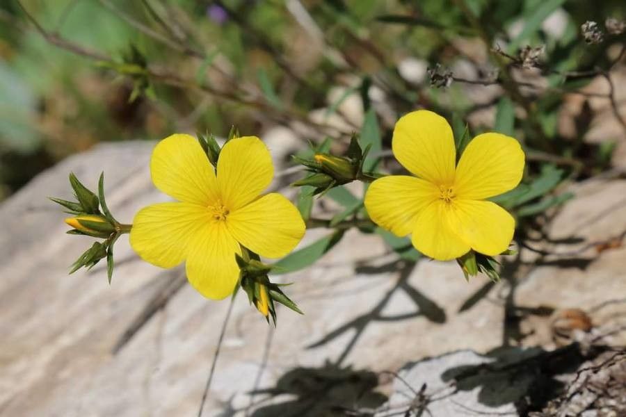 Linum elegans flower