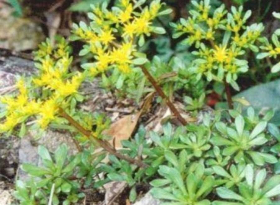 Sedum alfredii — houseplant care guide