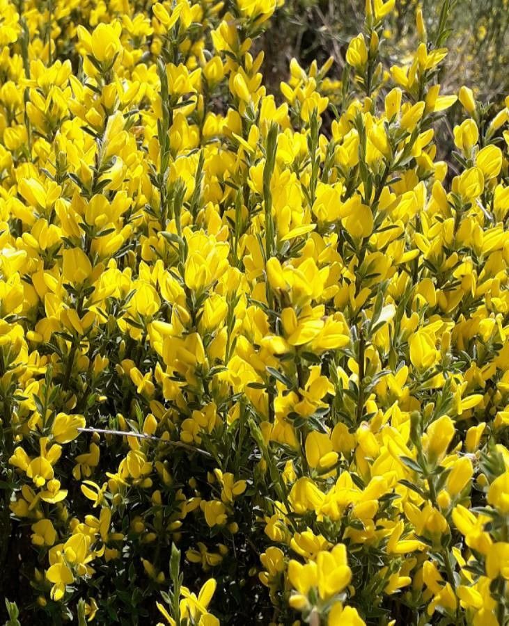 Genista cinerea flower