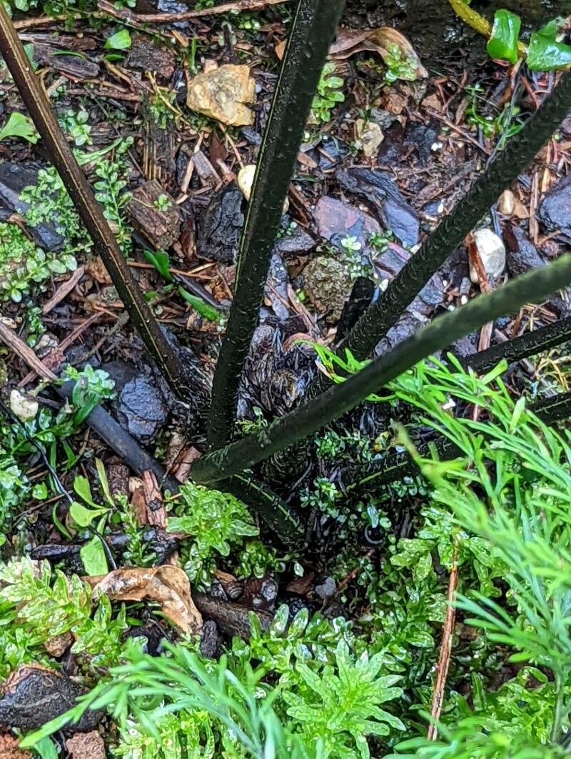 Asplenium viviparum bark