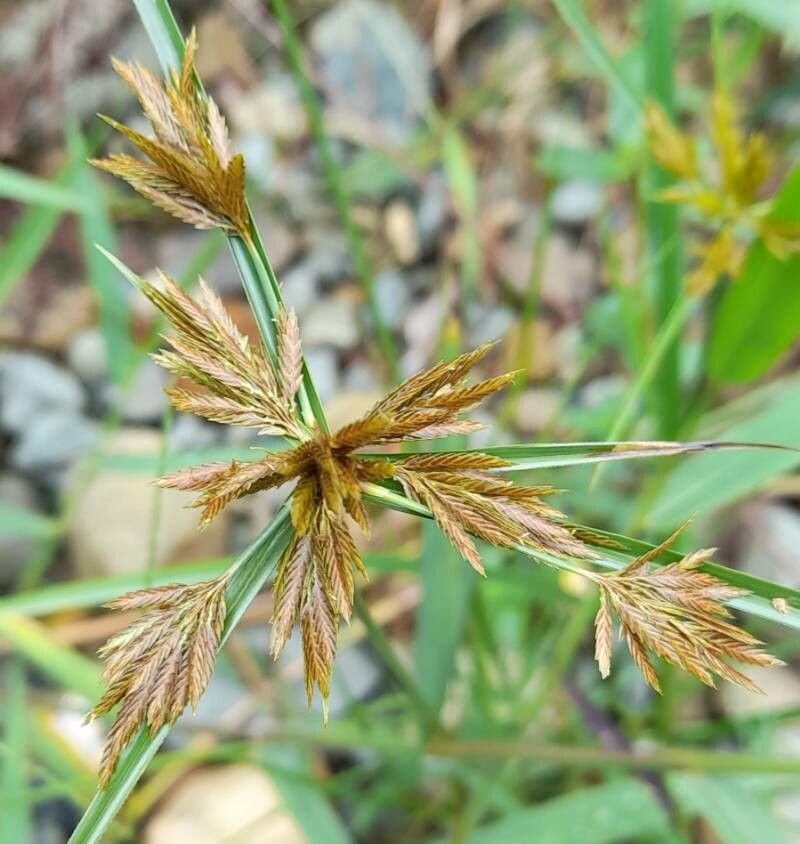 Cyperus polystachyos — search result for 'Cyperus'