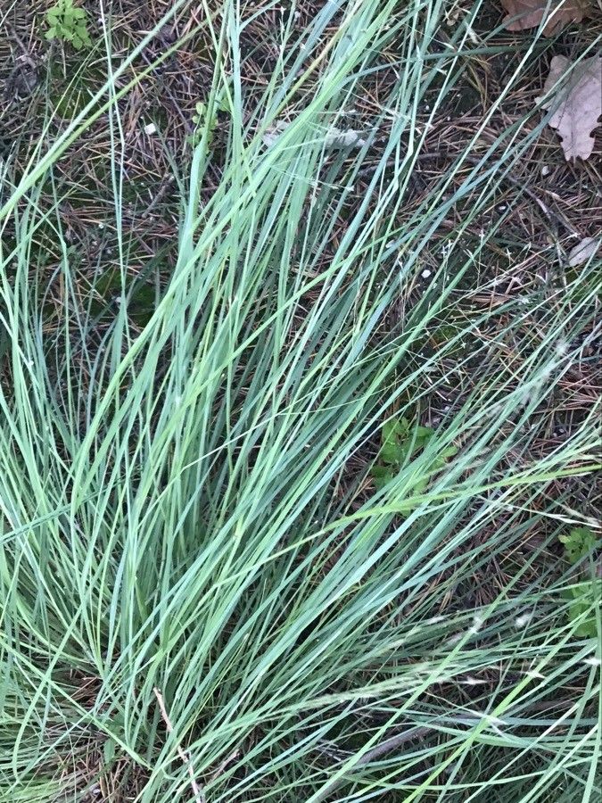 Eragrostis curvula leaf