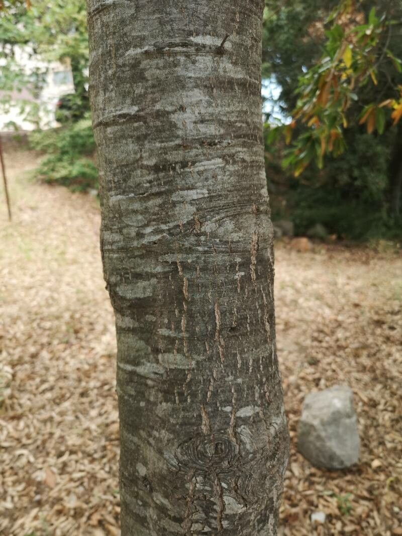 Quercus mexicana bark