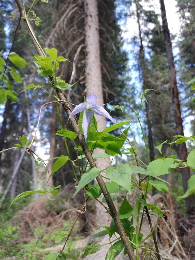 Clematis occidentalis leaf