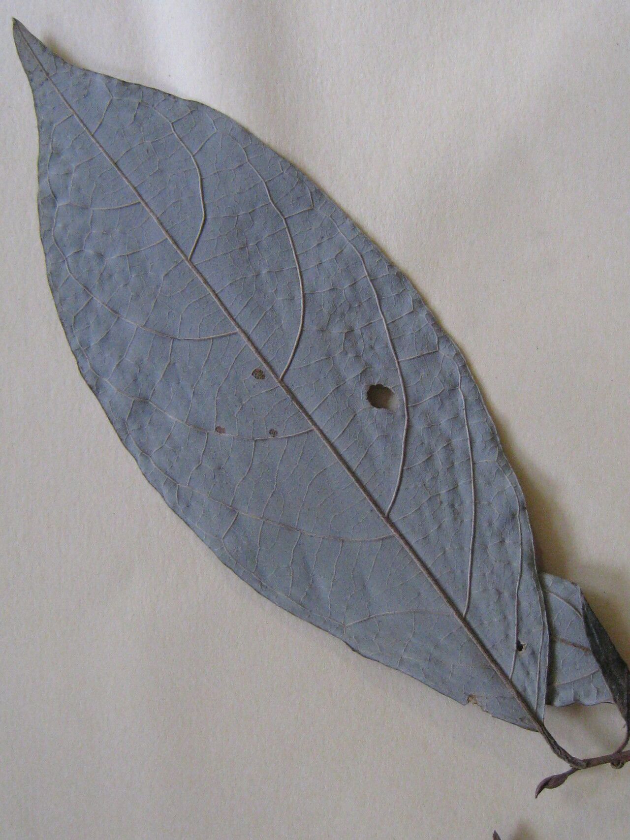 Styrax pohlii — search result for 'Styrax'