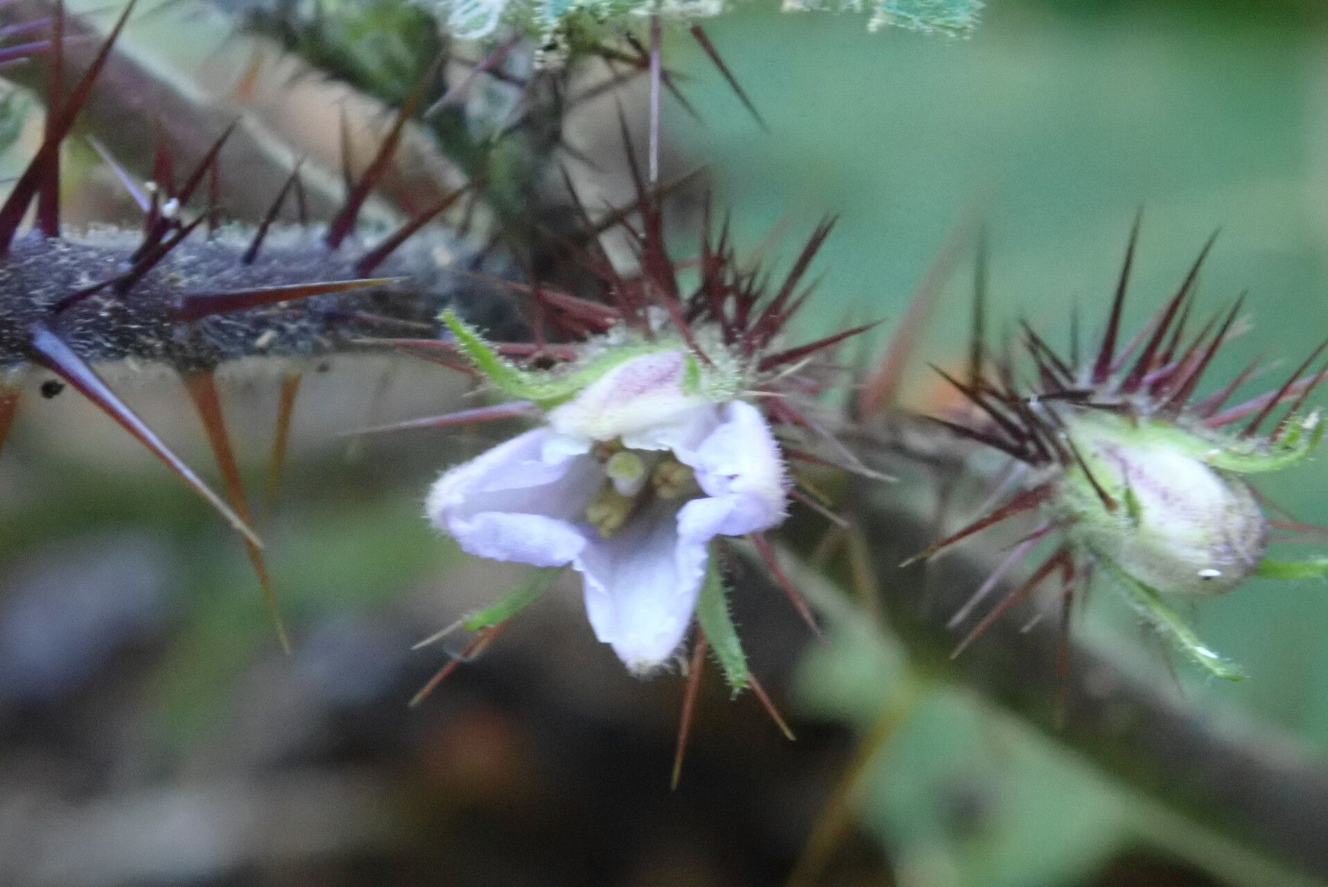Solanum ditrichum flower