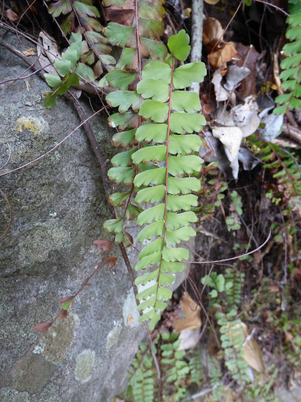Adiantum rhizophorum — houseplant care guide