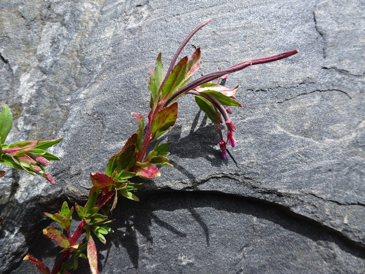 Epilobium denticulatum habit