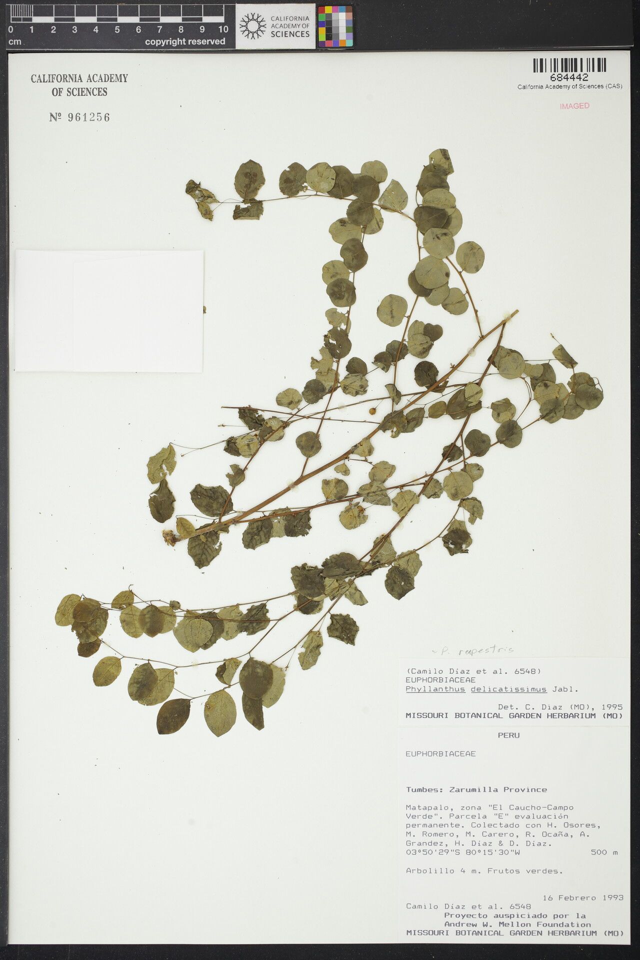 Phyllanthus rupestris — houseplant care guide