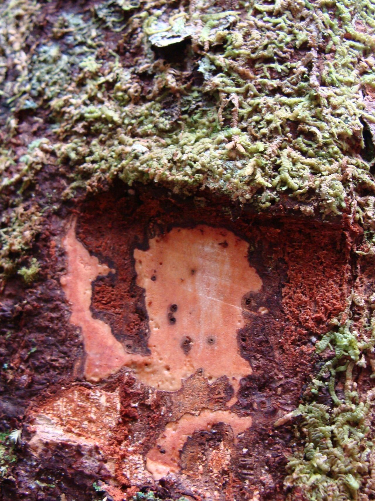 Cryptocarya adpressa bark