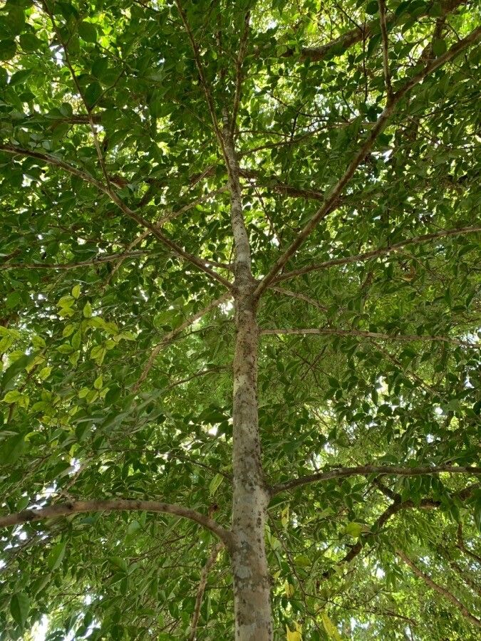 Casearia praecox bark