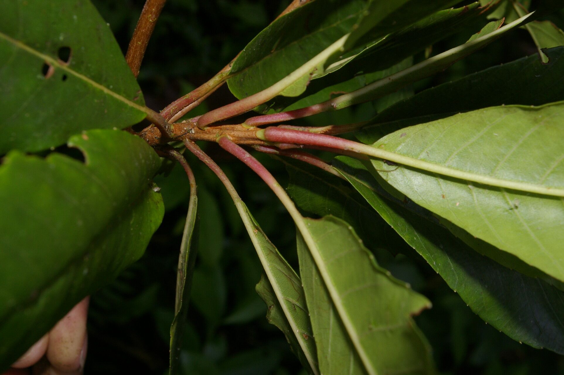 Clethra pyrogena habit