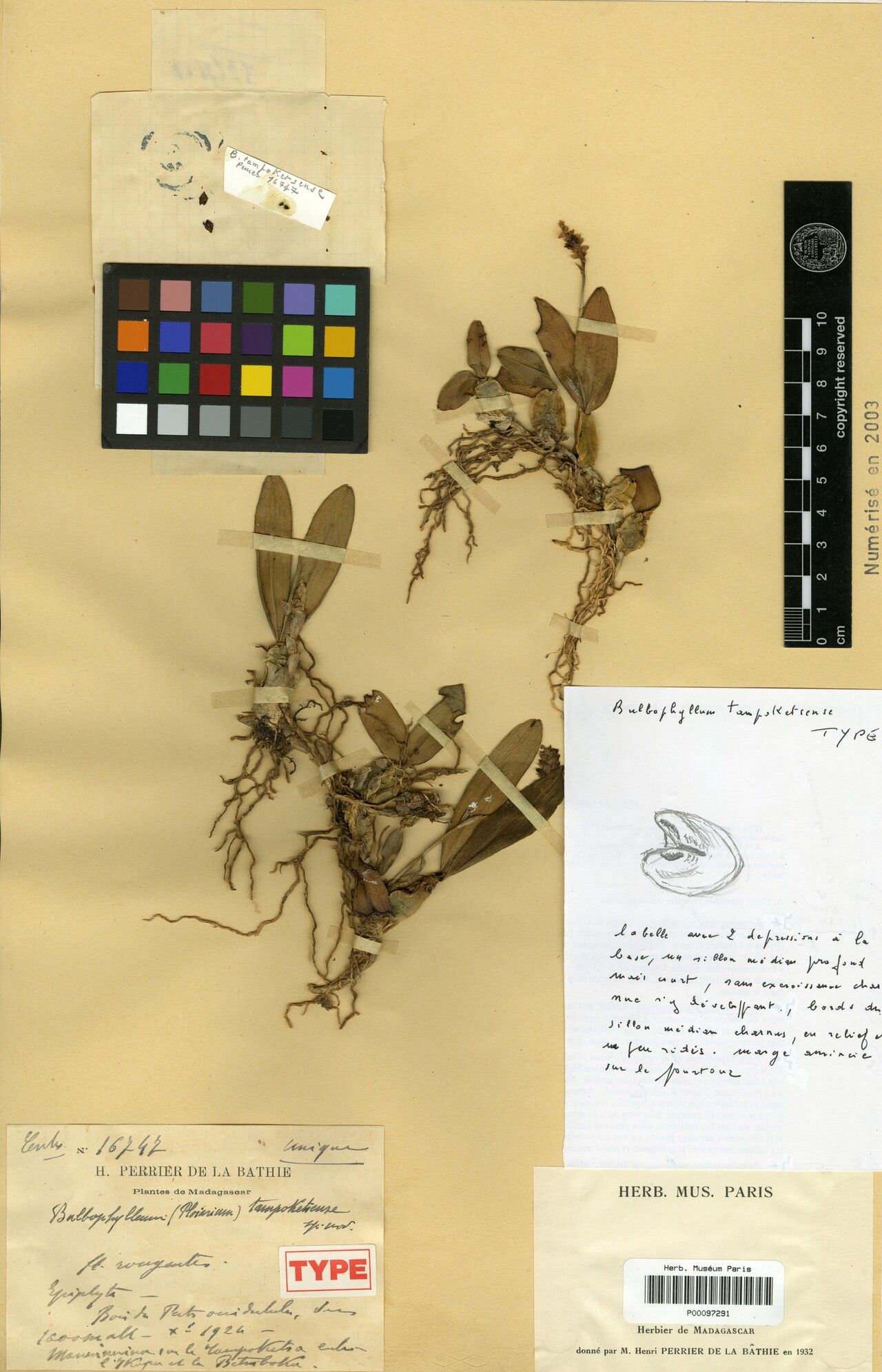 Bulbophyllum tampoketsense — houseplant care guide