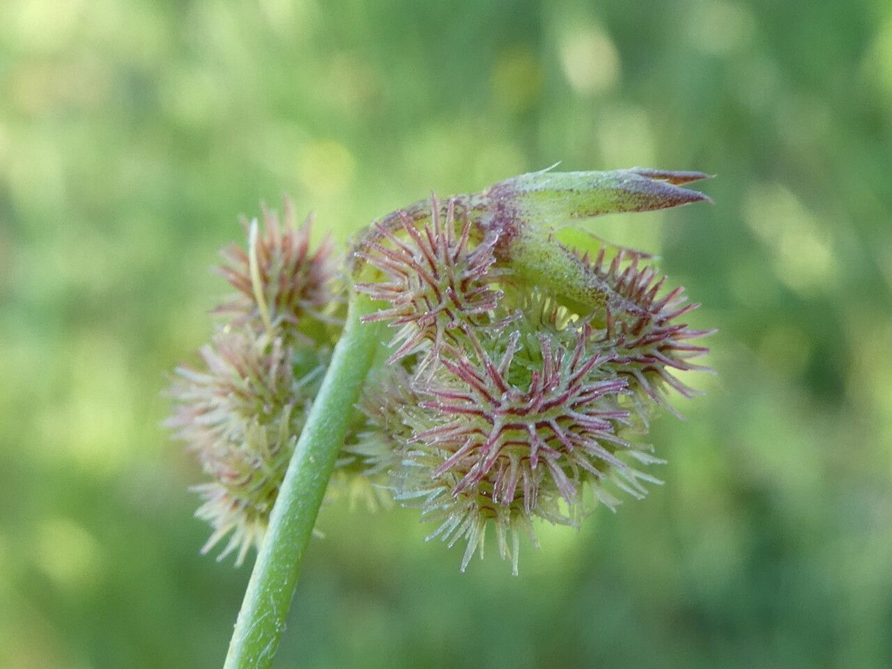 Scorpiurus muricatus fruit