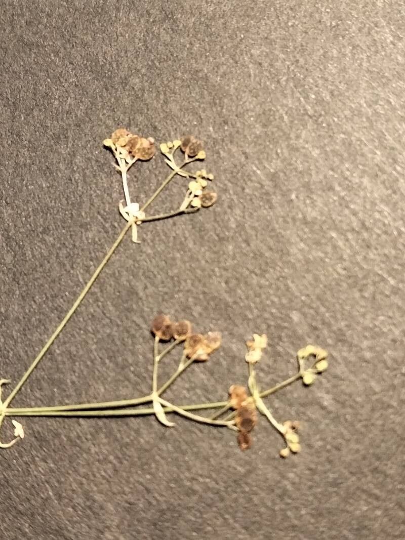 Galium marchandii flower