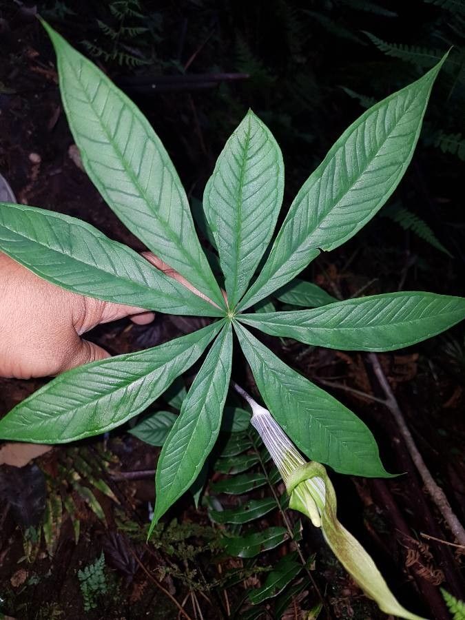 Arisaema polyphyllum — search result for 'Arisaema'