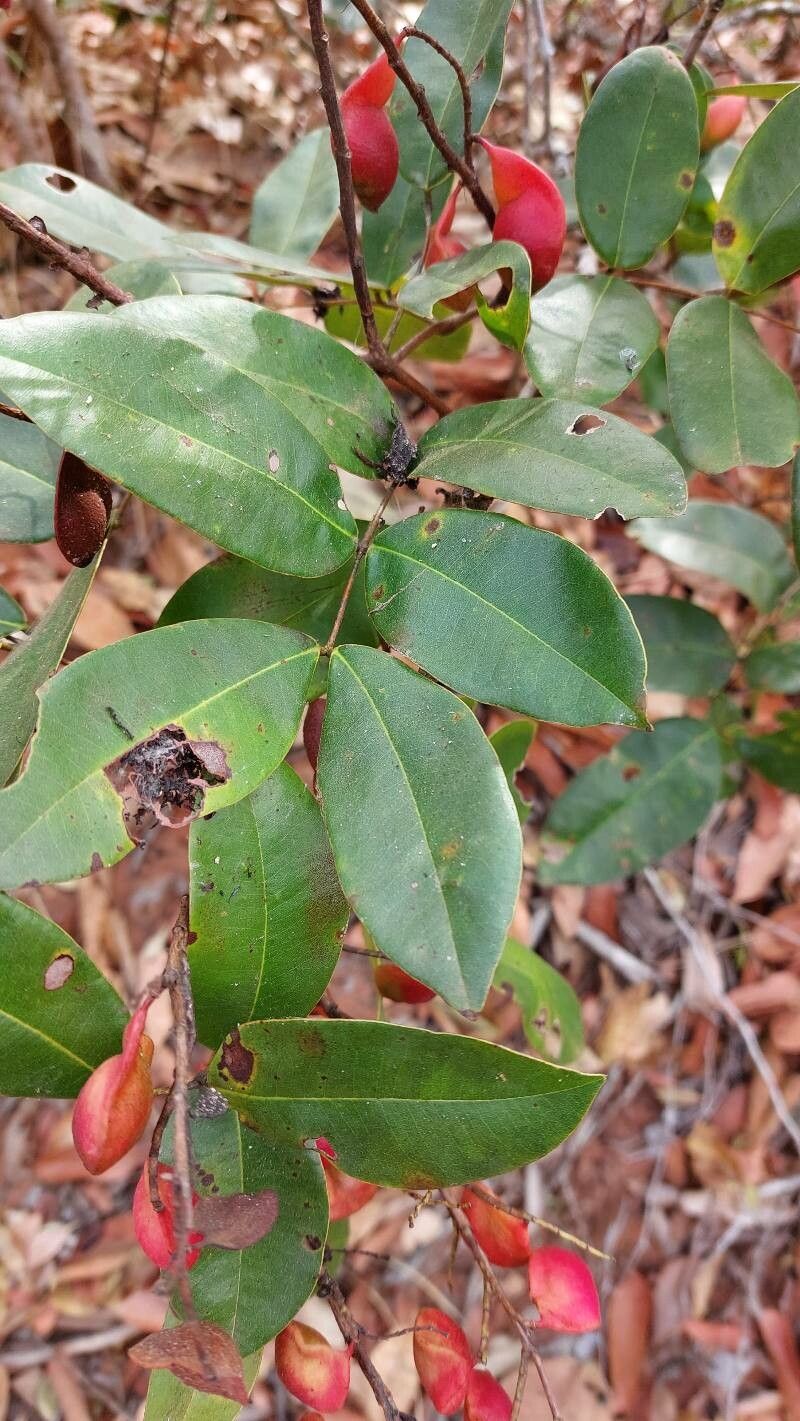 Copaifera magnifolia — houseplant care guide