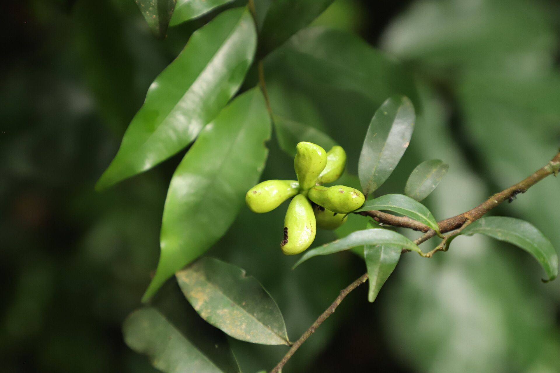 Xylopia wilwerthii fruit
