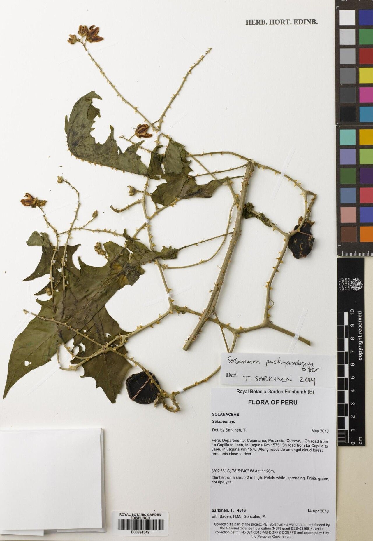 Solanum pachyandrum — houseplant care guide