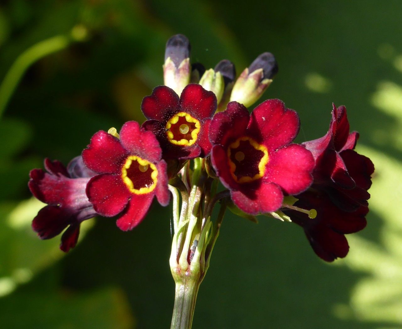 Primula wilsonii flower