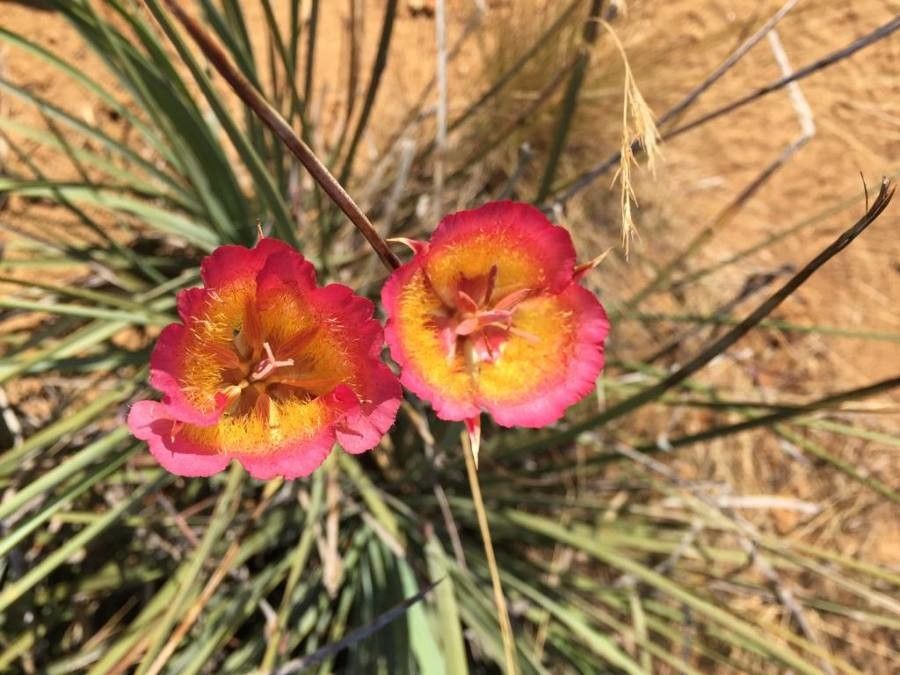 Calochortus plummerae flower