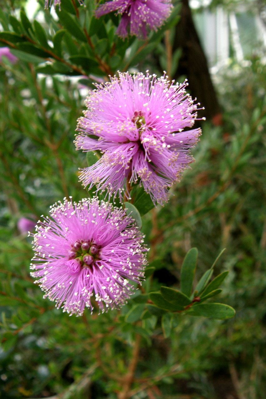 Melaleuca paludicola flower