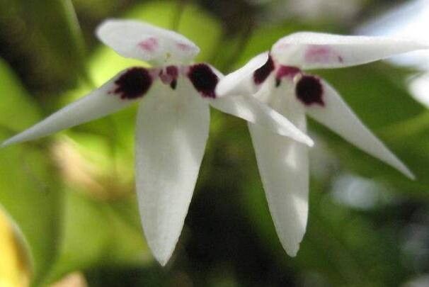 Pleurothallis viduata — houseplant care guide