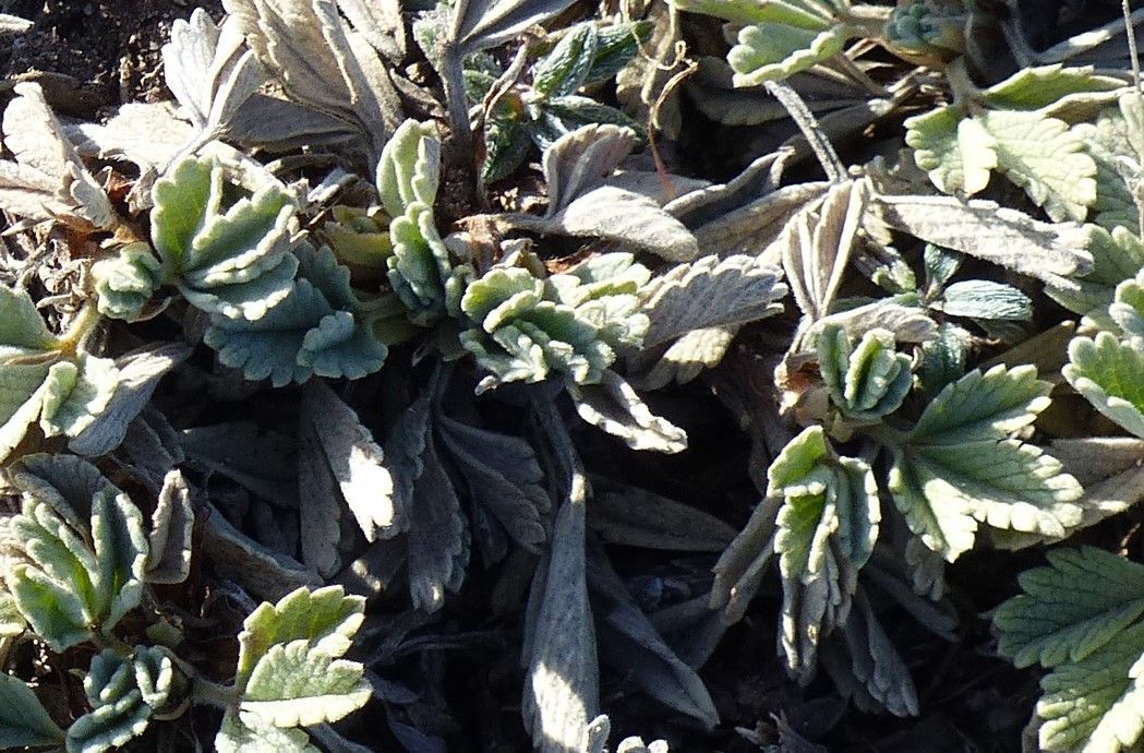 Potentilla verna — search result for 'Potentilla'