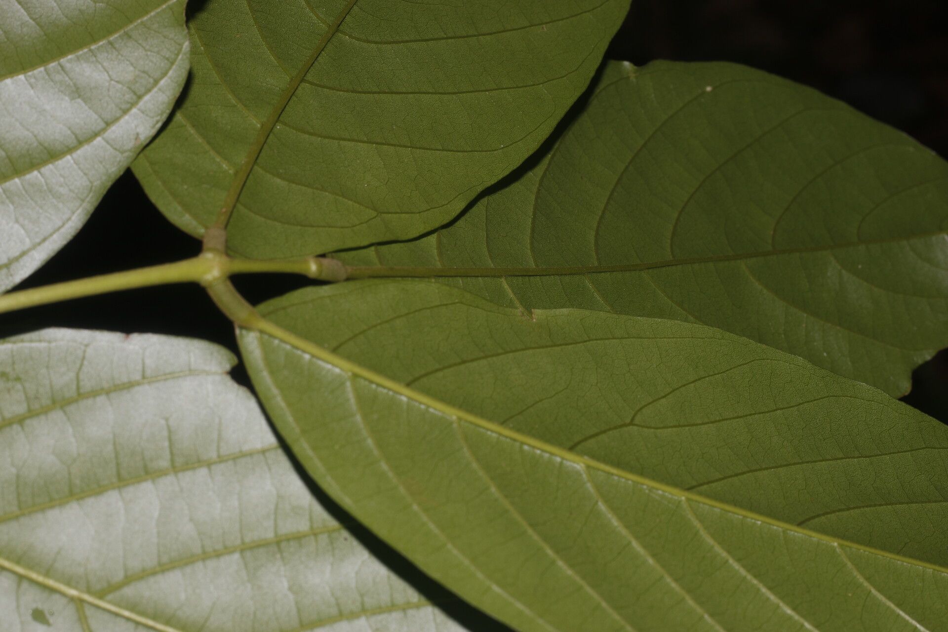 Lonchocarpus macrophyllus leaf