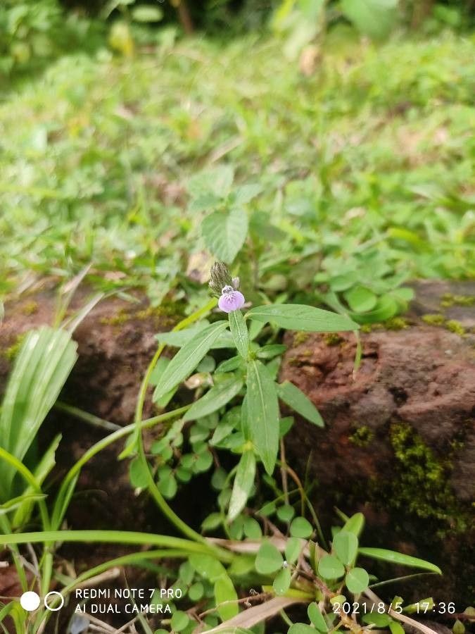 Rungia repens flower