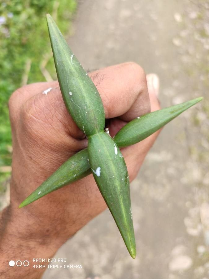 Cryptolepis dubia fruit