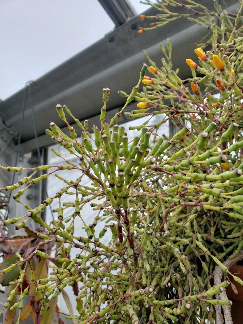 Hatiora salicornioides — cacti and succulents houseplant