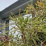 Hatiora salicornioides