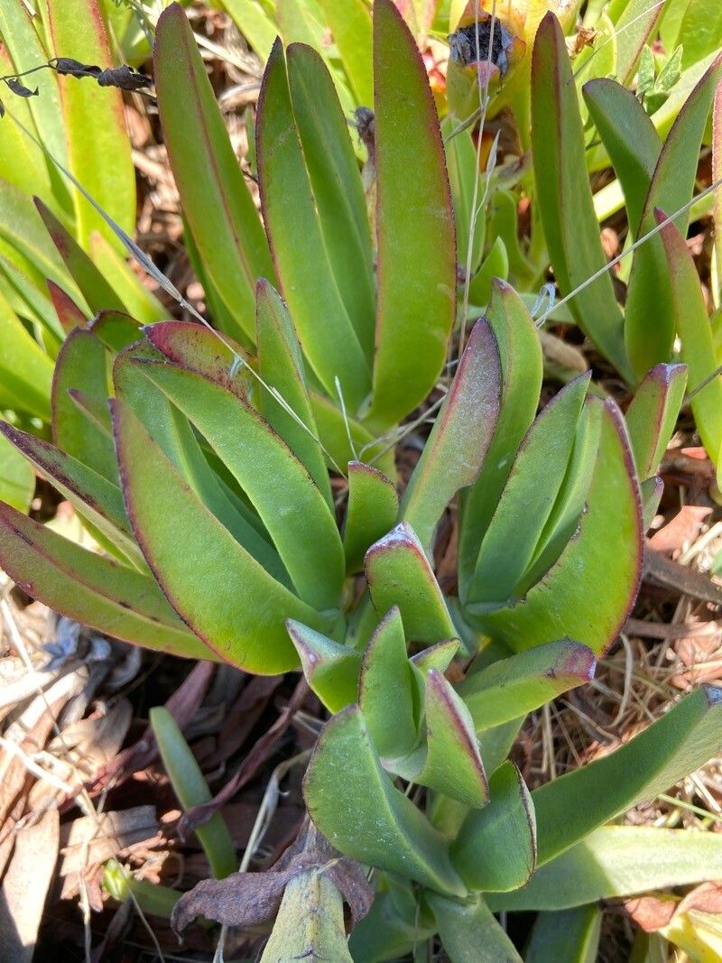 Carpobrotus chilensis — related species from the same genus