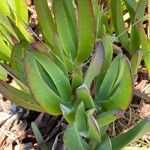 Carpobrotus chilensis