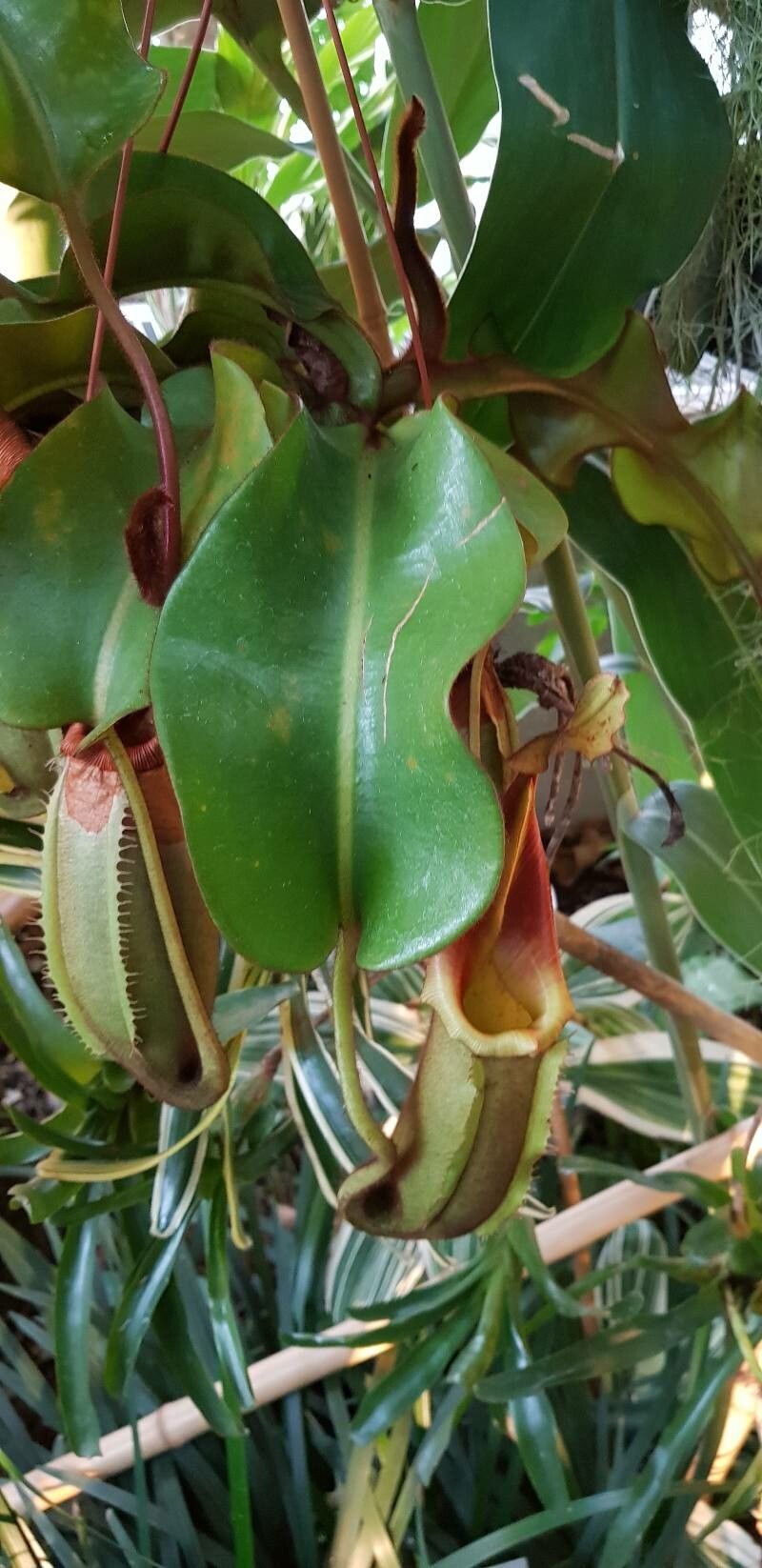 Nepenthes veitchii leaf