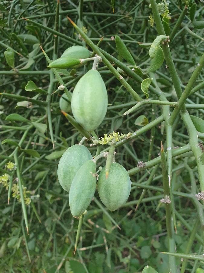 Balanites glabra fruit