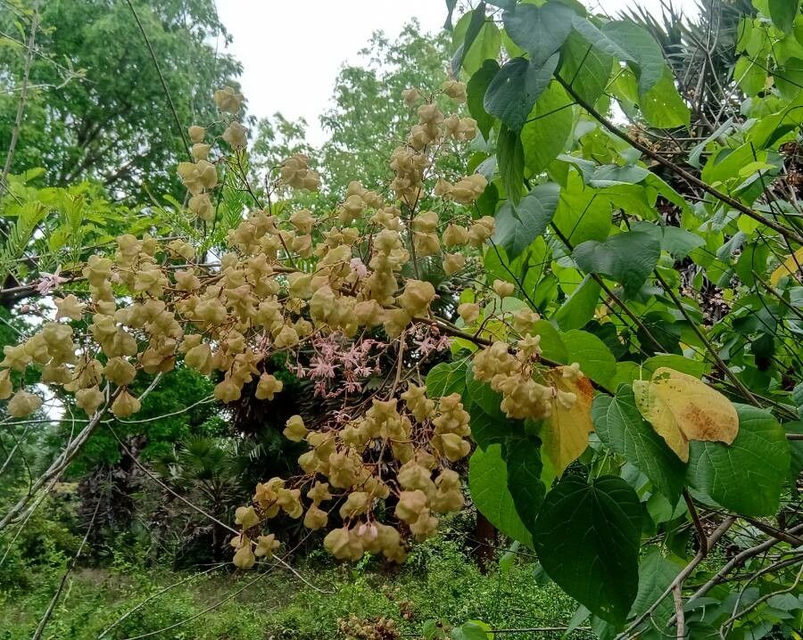 Kleinhovia hospita fruit
