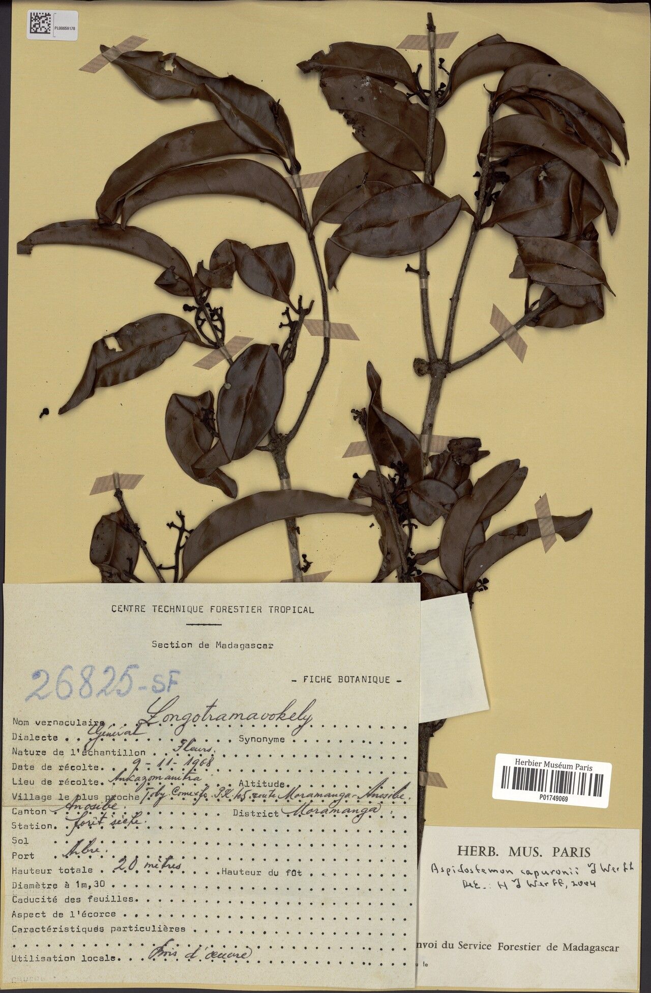Aspidostemon capuronii — related species from the same genus