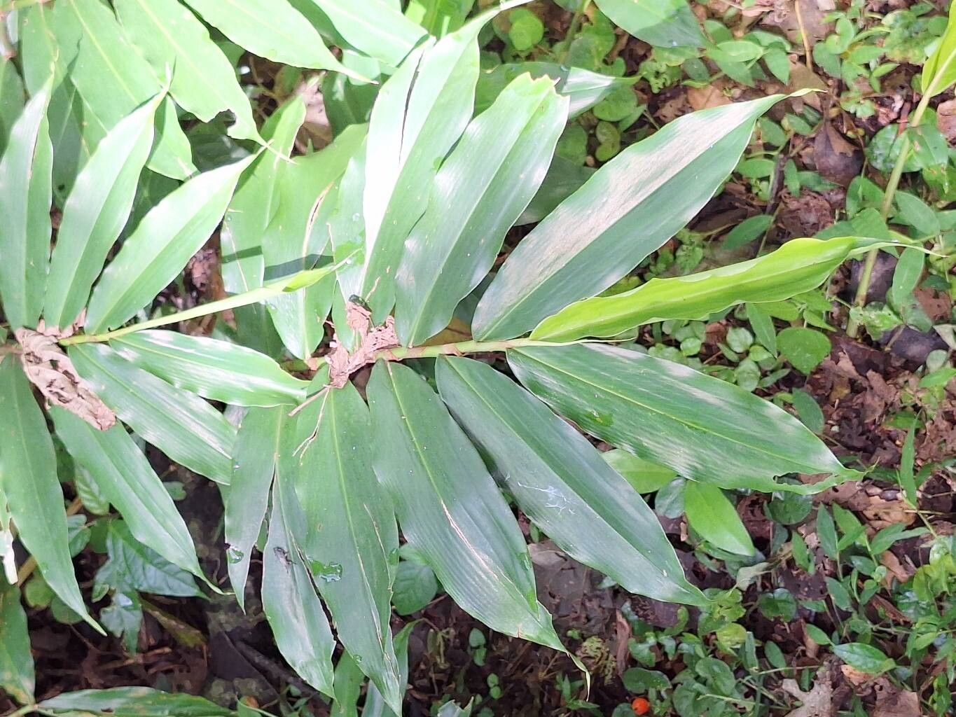 Aframomum mildbraedii leaf