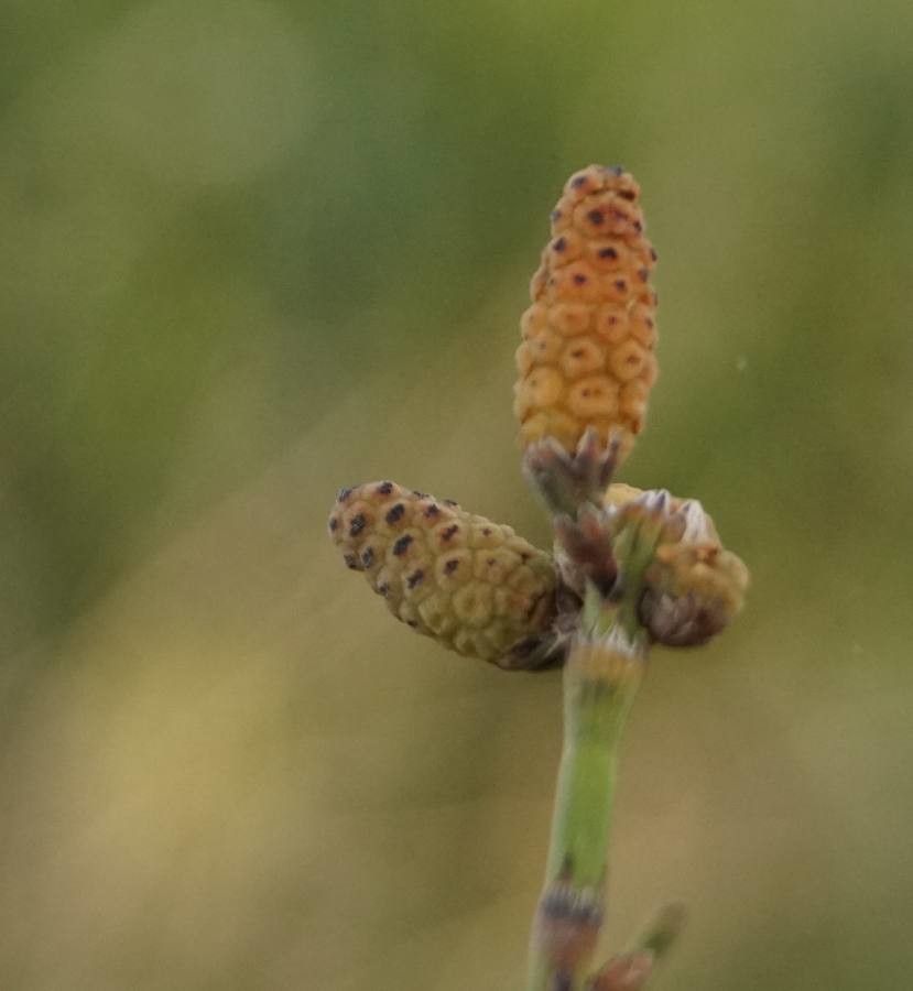 Equisetum ramosissimum flower