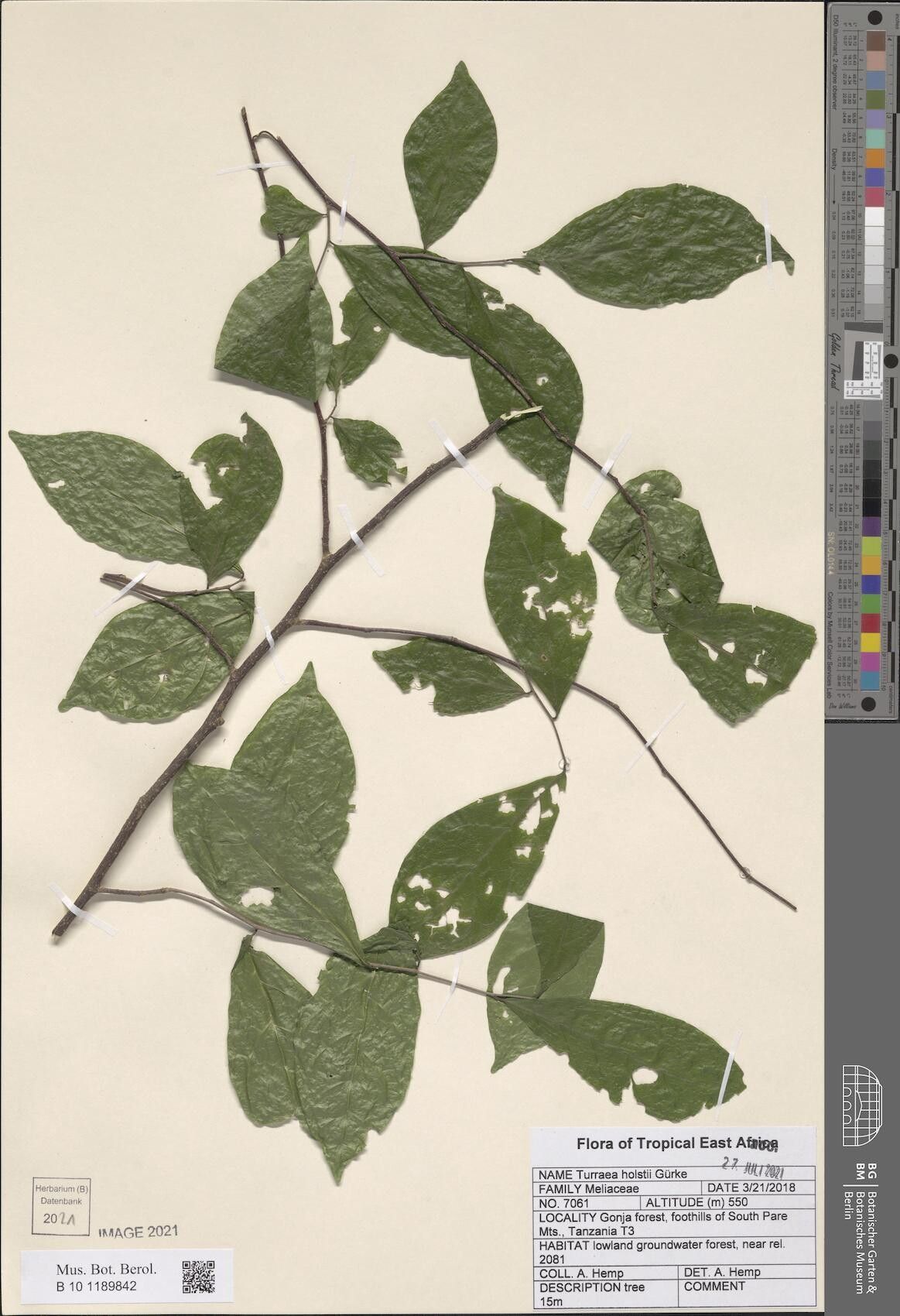 Turraea holstii — houseplant care guide