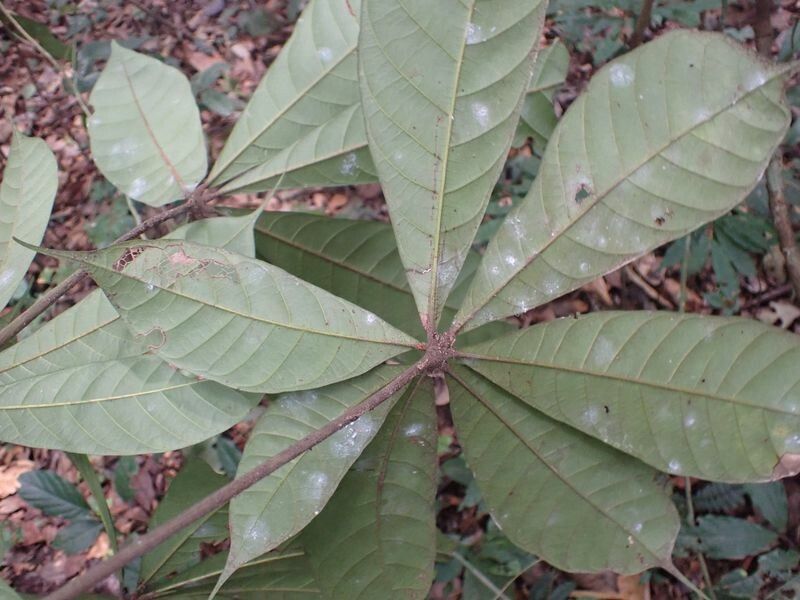 Cola rostrata leaf