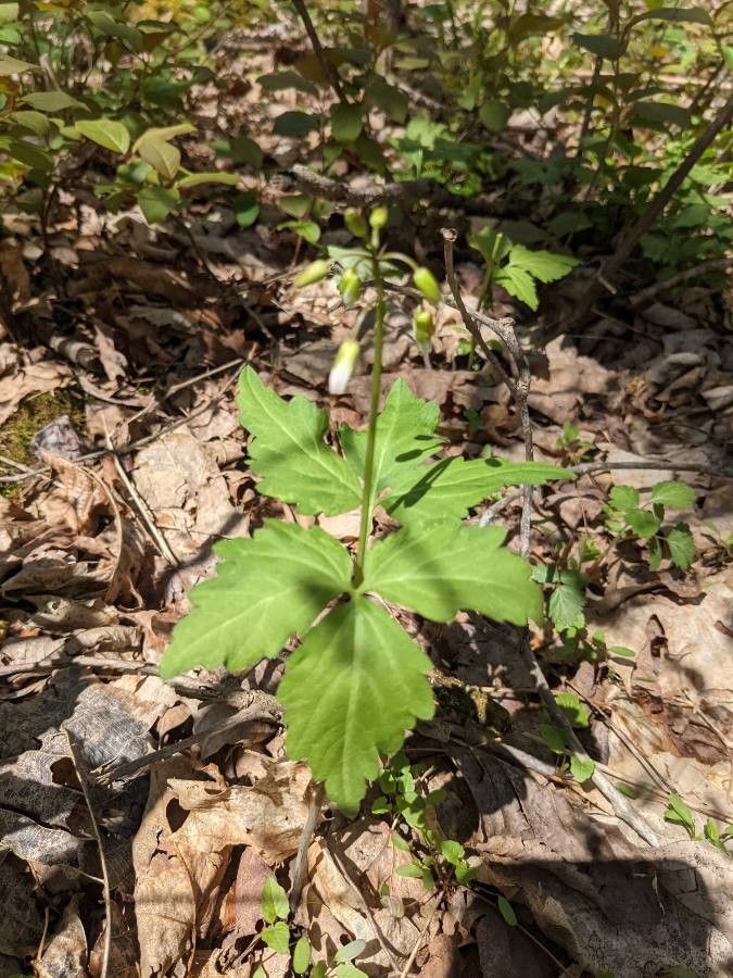 Cardamine diphylla habit