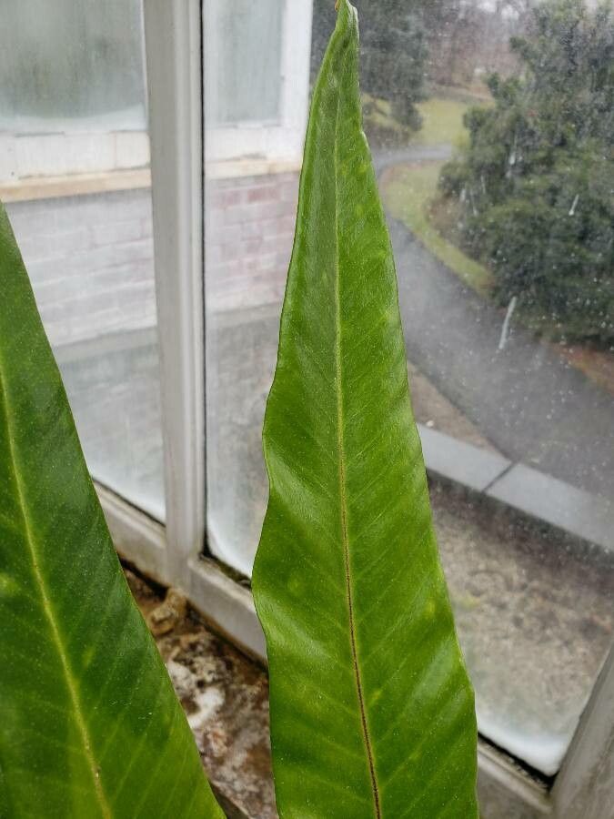 Pyrrosia subfurfuracea leaf