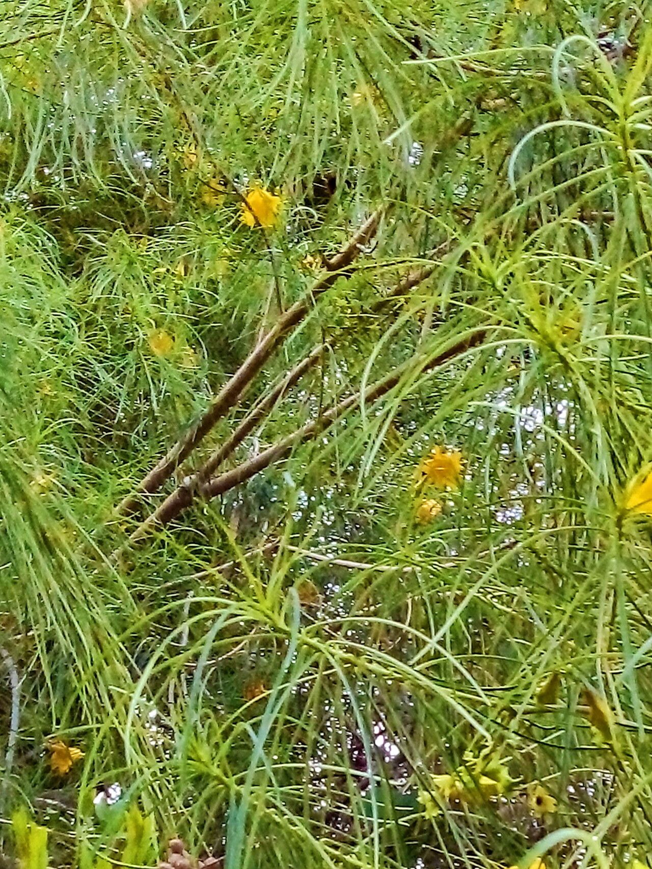 Cascabela pinifolia — related species from the same genus