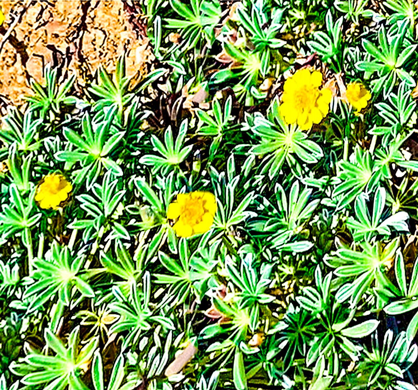 Coreopsis hamiltonii — houseplant care guide