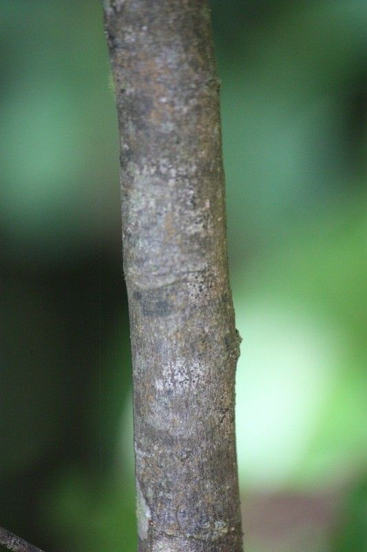 Acalypha integrifolia bark