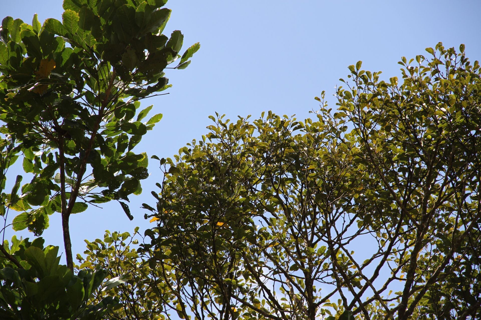 Cryptocarya elliptica habit
