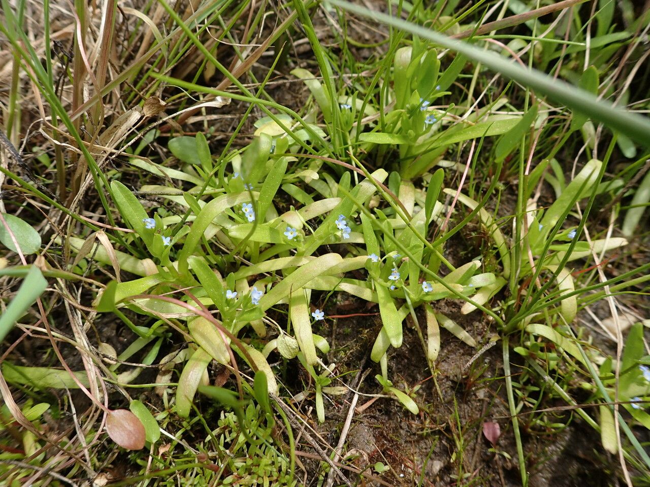 Myosotis sicula habit